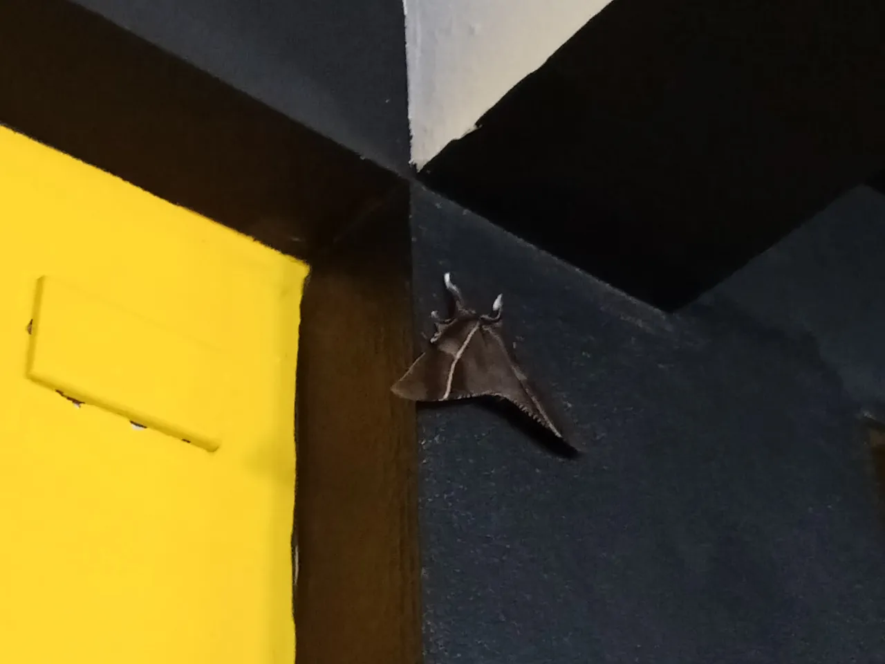 moth center.JPG