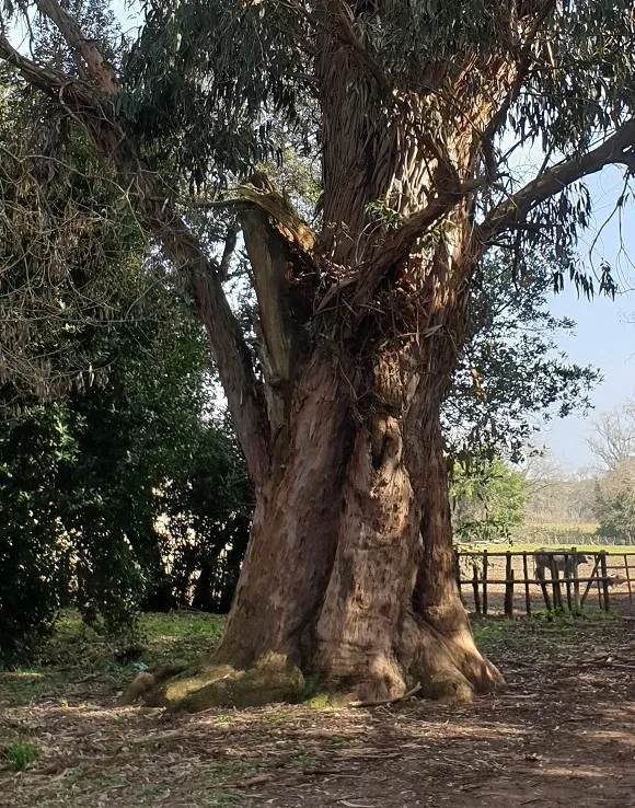 albero foto.jpg