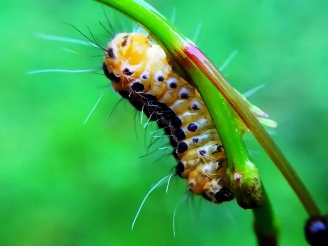 caterpillar4.jfif