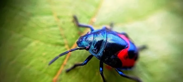 colorbeetle6.jpeg