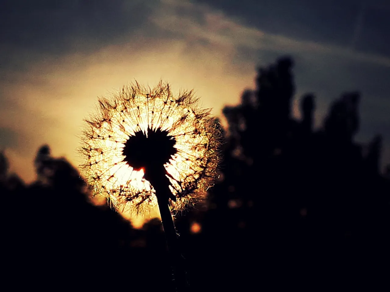 dandelion_sun.jpg