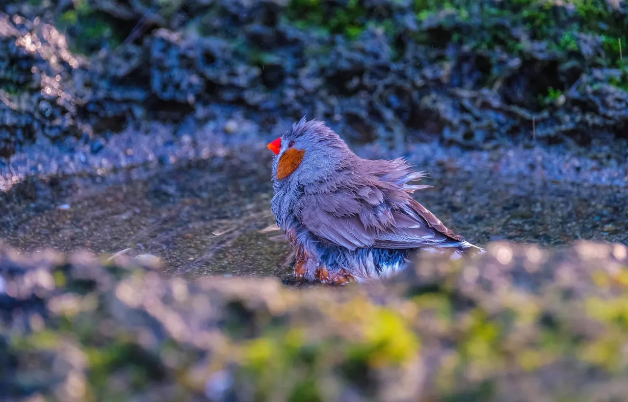 Zebra Finch.jpg