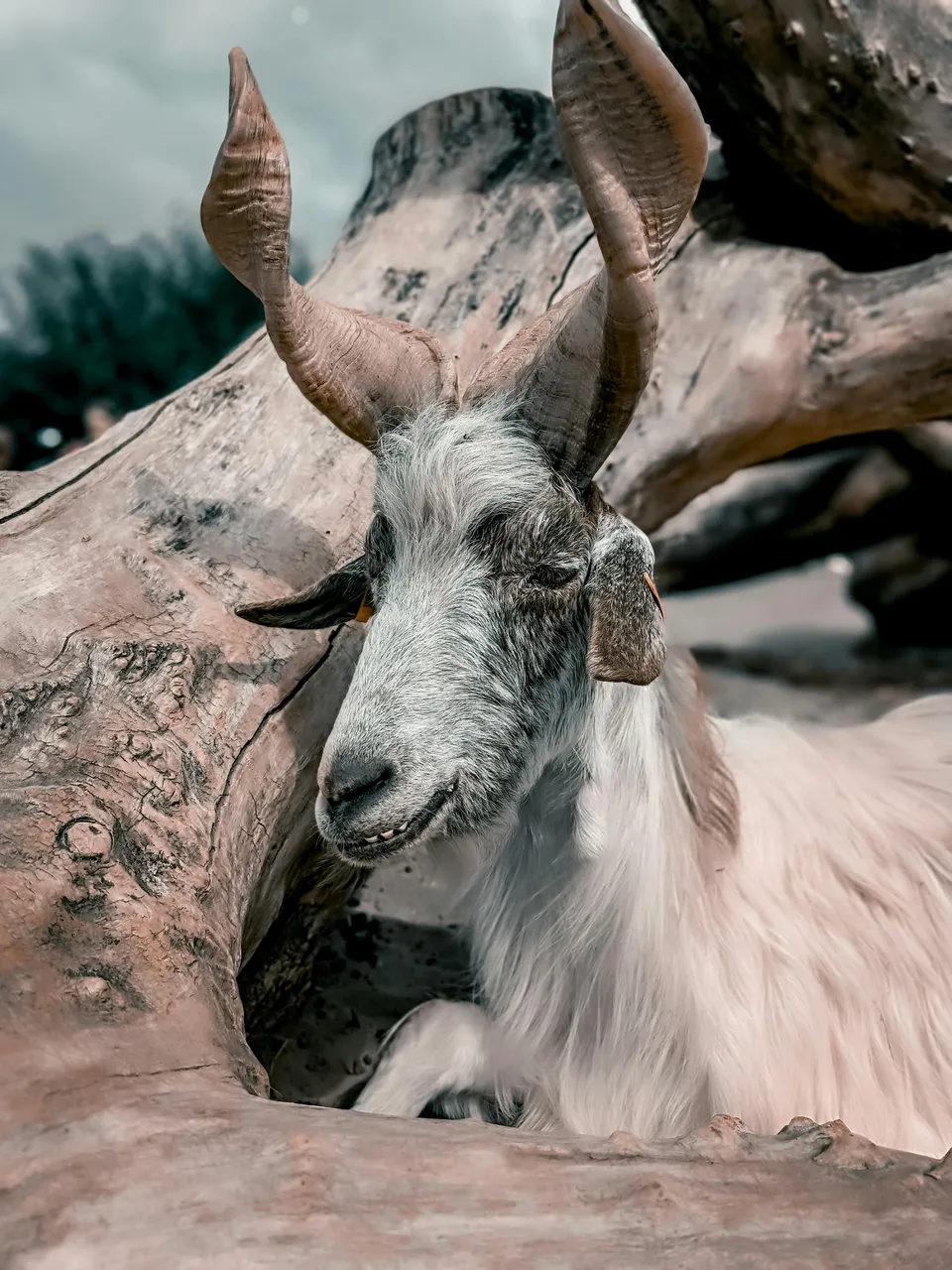 markhor (1).jpg