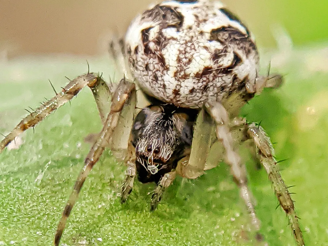 spider (1).jpeg