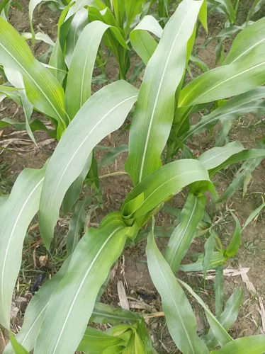 mobile-photography-of-maize-plant
