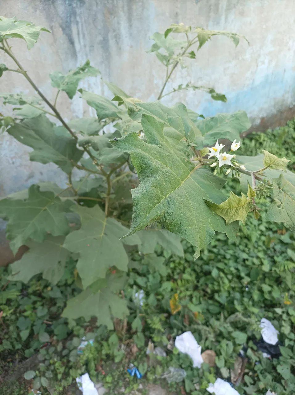 IMG_20231130_145000.jpg