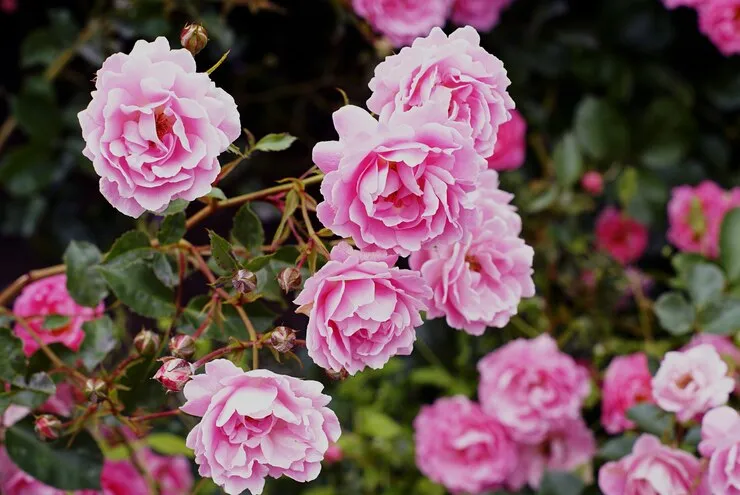 closeup-shot-beautiful-pink-garden-roses-growing-bush_181624-14198.jpg