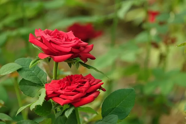 open-red-flower-with-defocused-background_1259-65.jpg