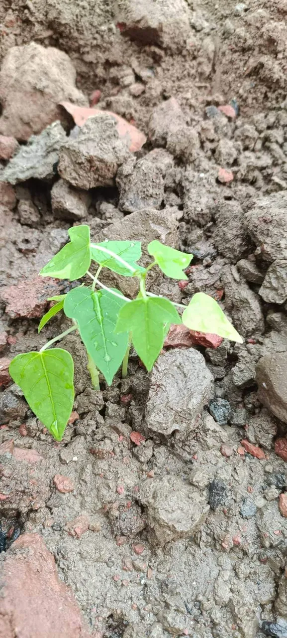 received_810167363492362.jpeg