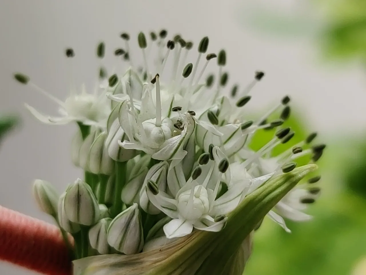 chives.jpg