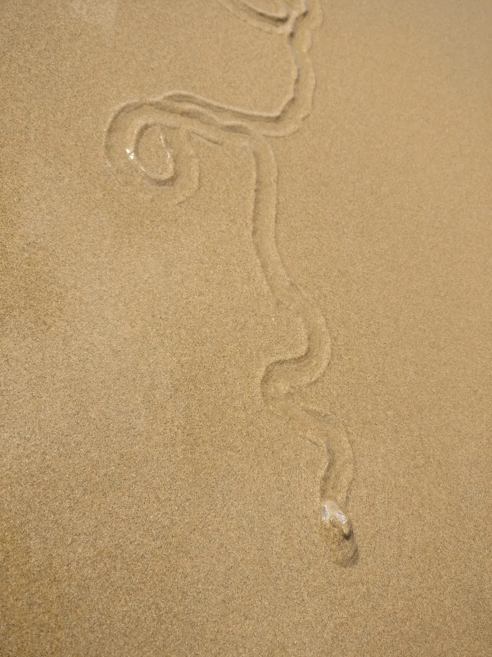 A Sea SLugs Journey is Written in the Sand