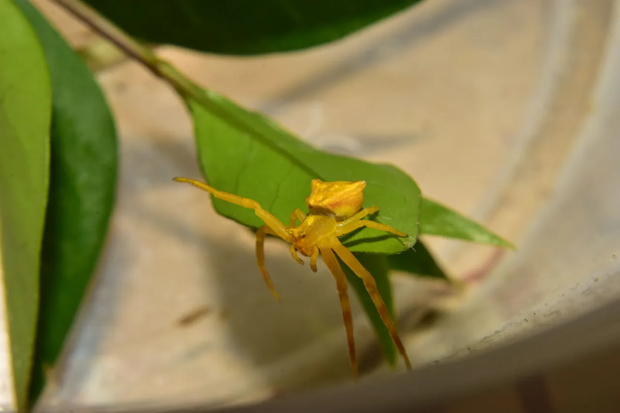 ruth-girl yellow crab spider (6).JPG