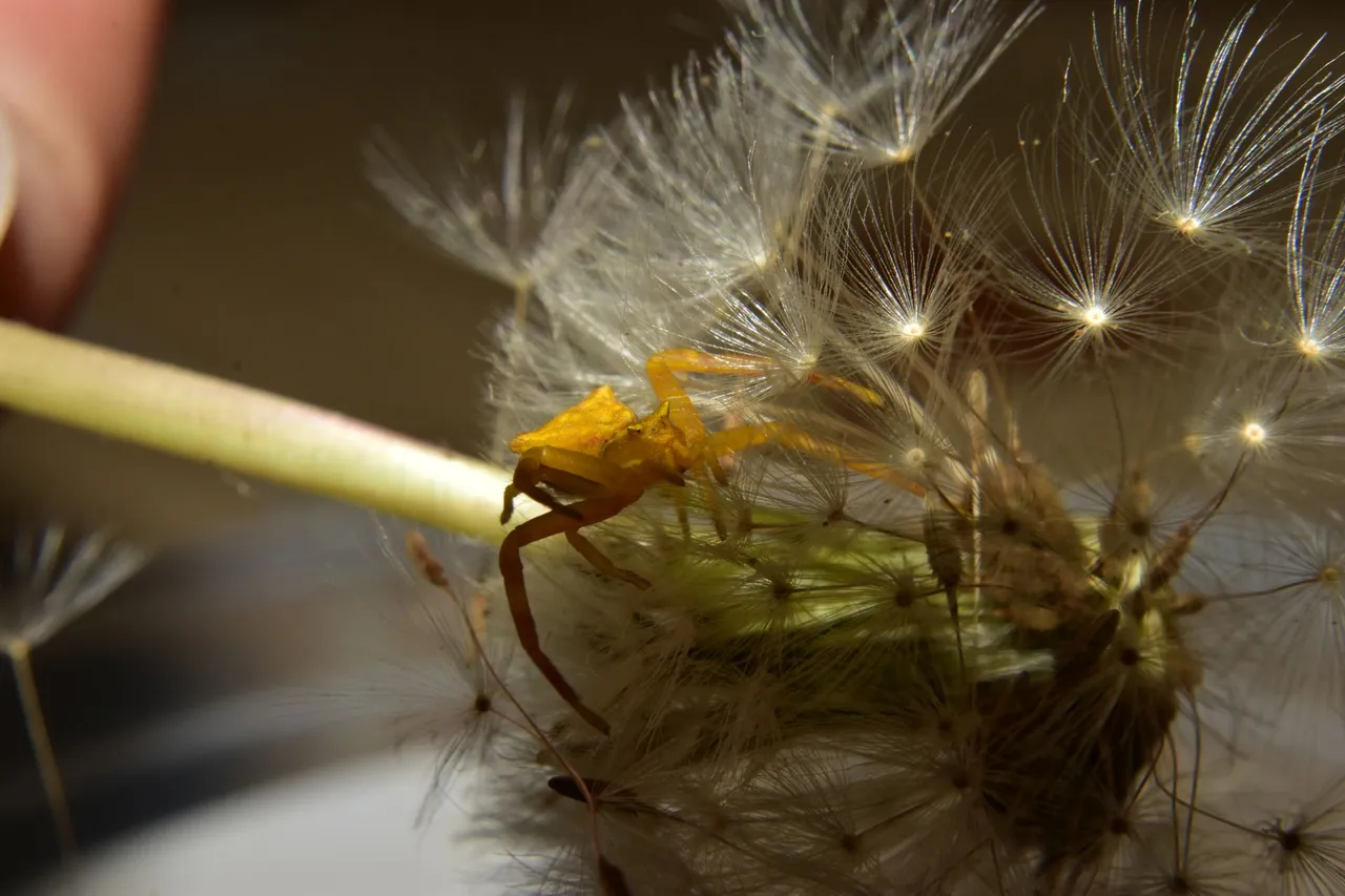 ruth-girl yellow crab spider (3).JPG