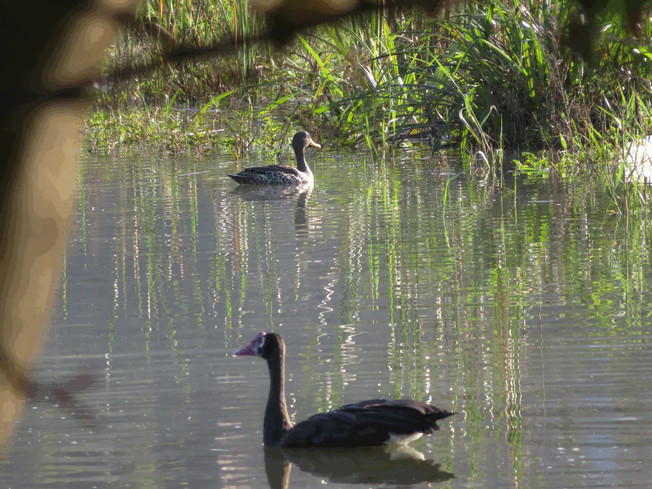 Yellow-billed duck and Spur-winged goose