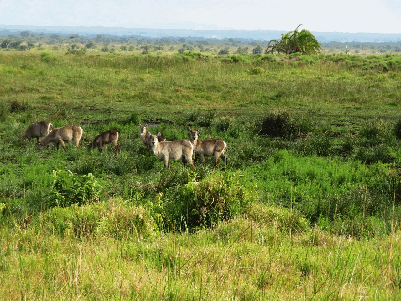 Waterbuck - Vlei Loop 2018