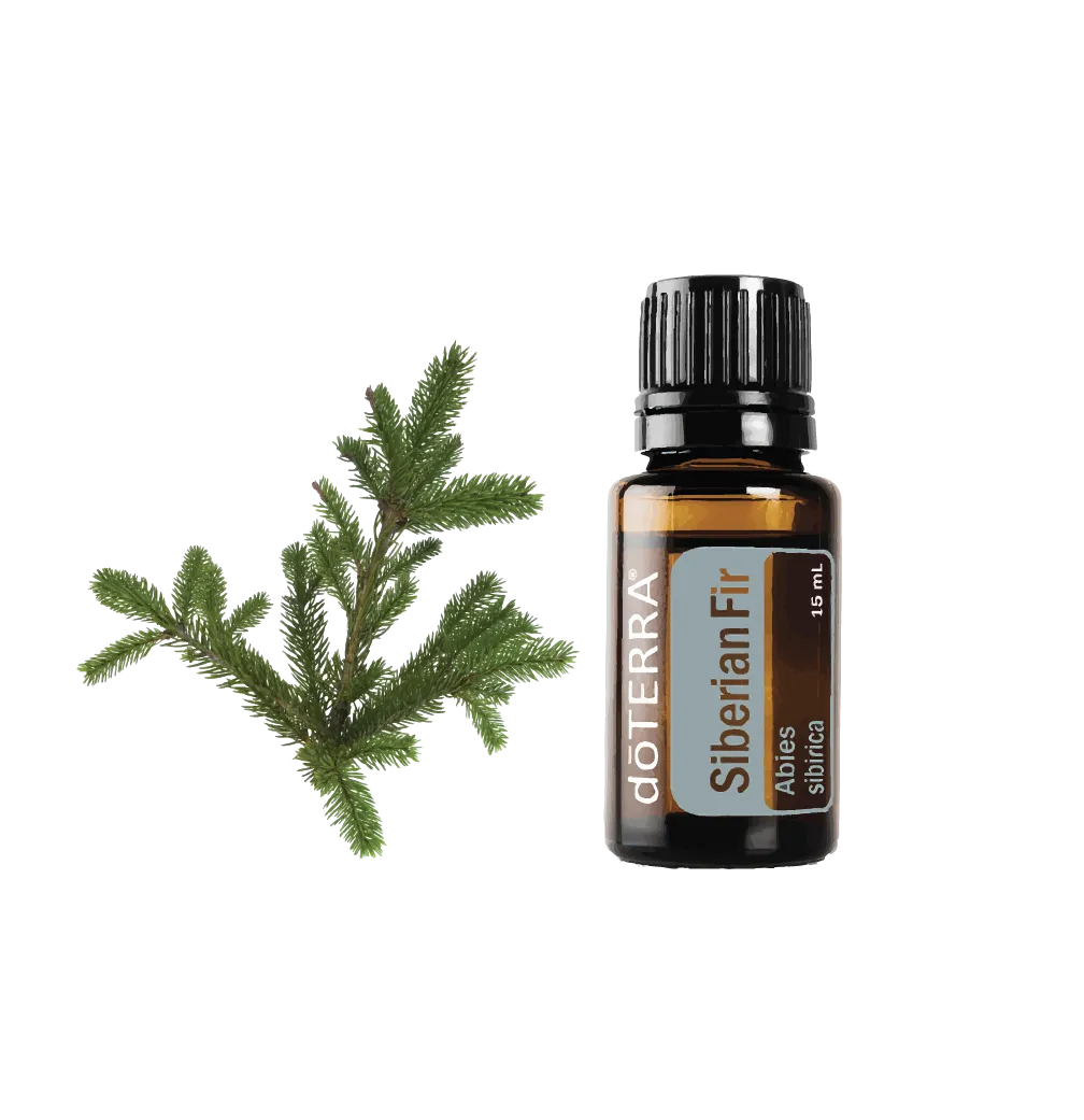 Siberian-Fir.png