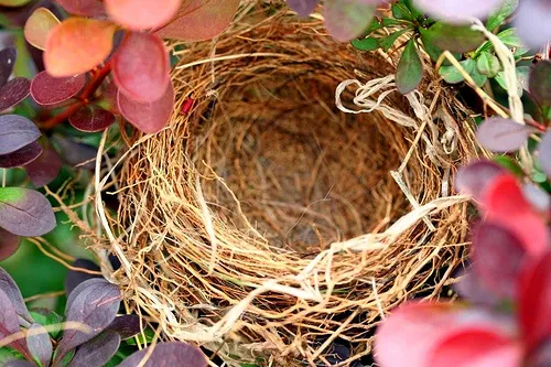 empty nest.jpg