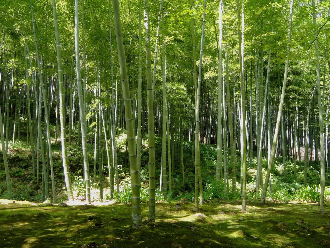 kyoto-106056.jpg