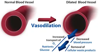 vasodilation.jpg