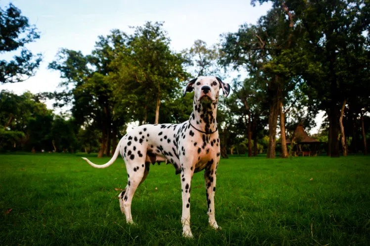 10-Dalmatian.jpg