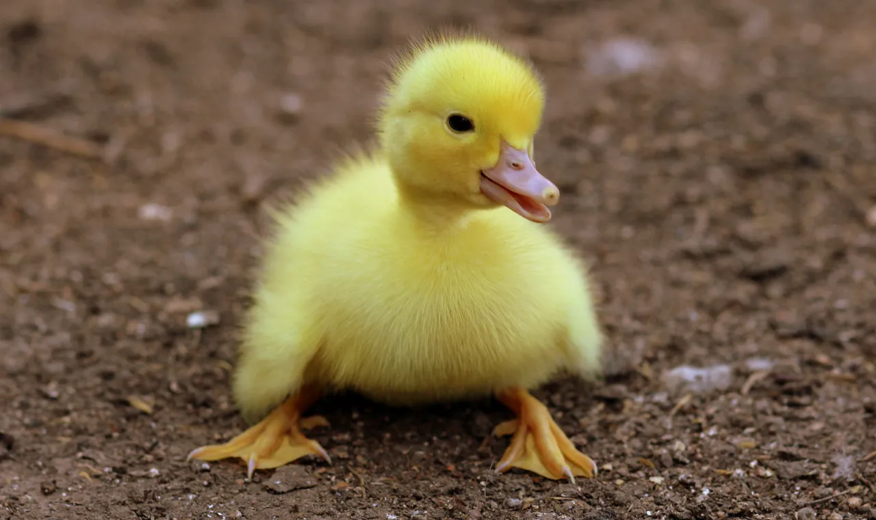 Baby Duck.jpeg