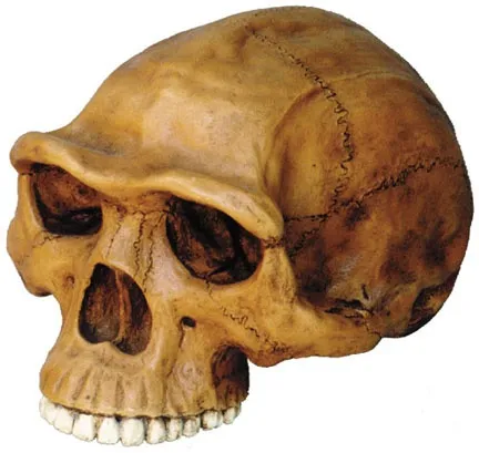 Homo_Erectus.jpg