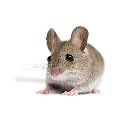 hh_sba_mouse.png