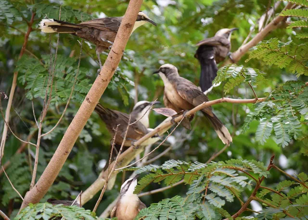 babblers 2.jpg