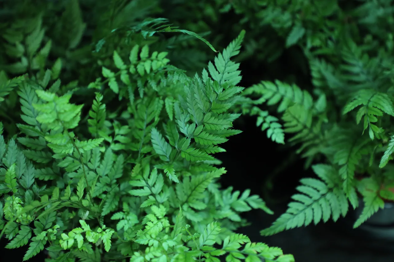 leaf-3123182.jpg