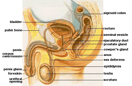 Male_anatomy.png