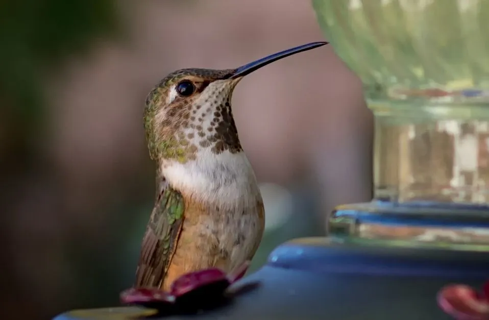 hummingbird1.jpg