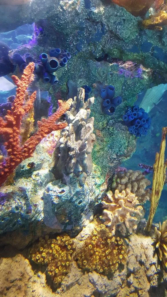 Aquarium 1.jpg