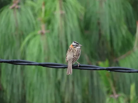 1 bird 1.jpg