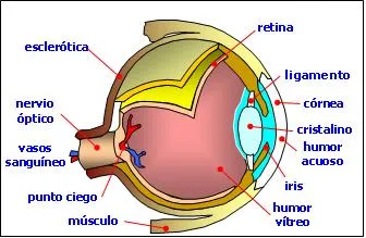 partes ojo.JPG