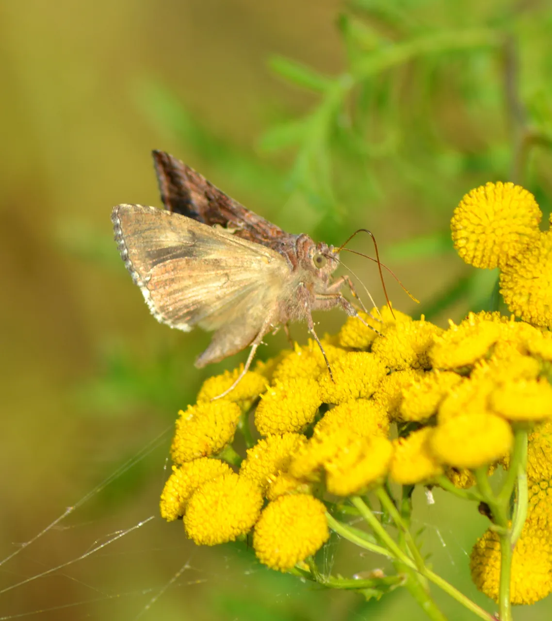 DSC_0382-001.JPG