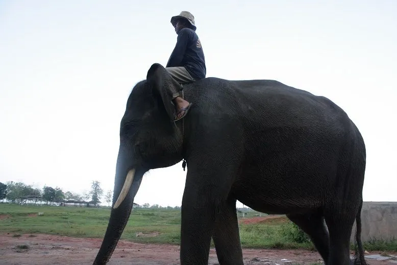 Naik gajah.jpg