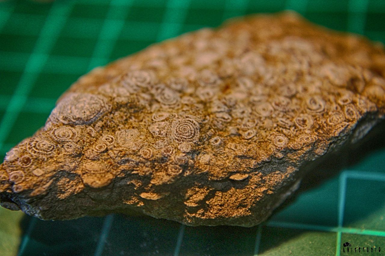 piedra fosil.jpg
