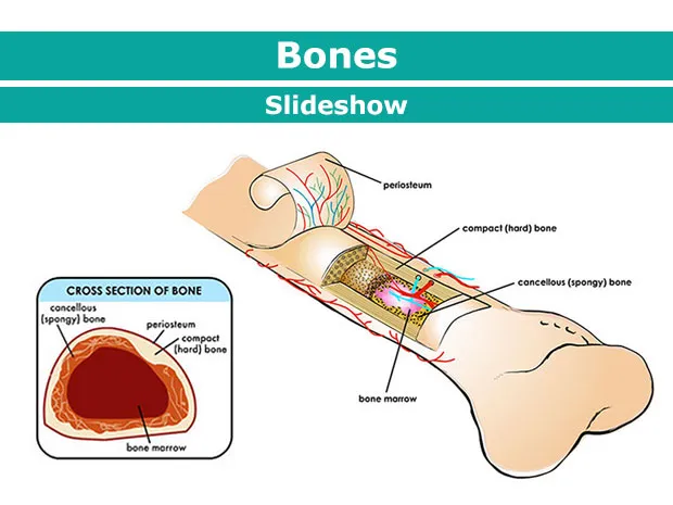 Bones-enSS-1.jpg