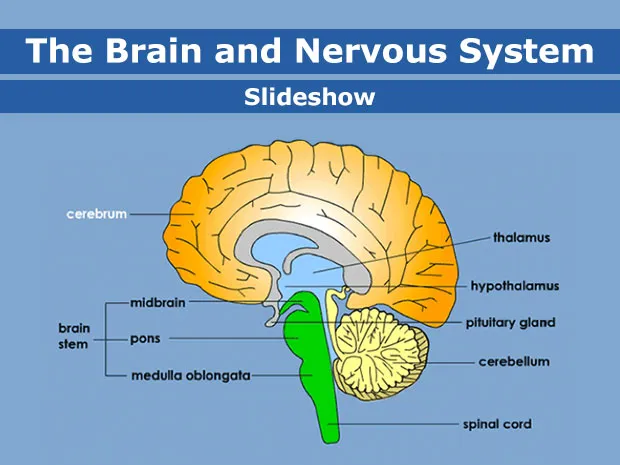 Brain-enSS-1.jpg