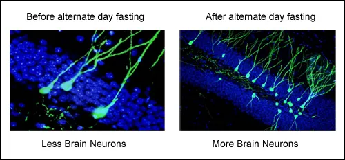 mice-neurons.jpg