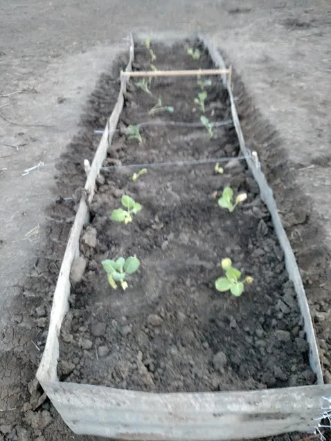 Raised bed.jpg