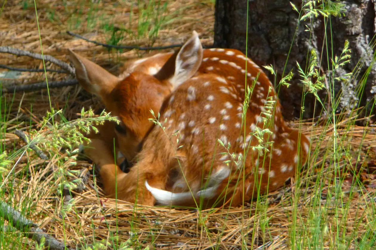 fawn_Steemit.jpg