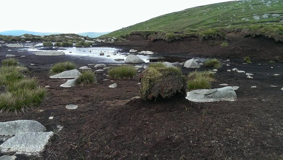 bog terrain.jpg
