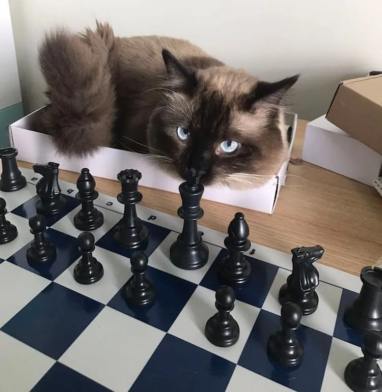rocketchess2.jpg