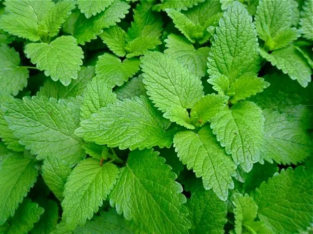 Lemon Balm.jpg