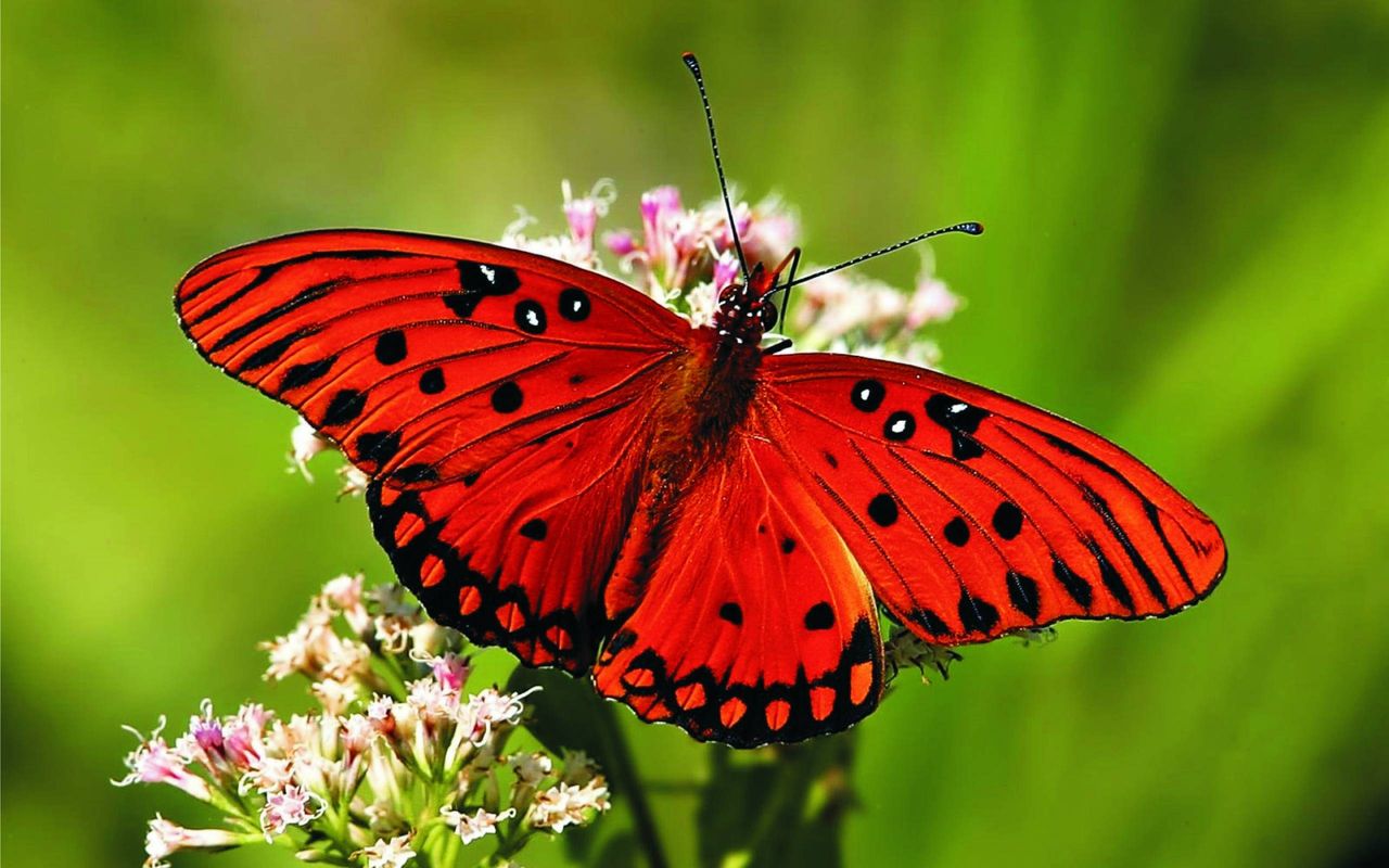 Butterfly 01.jpg