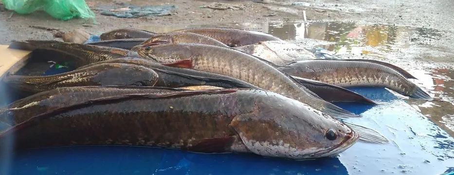 ikan gabus.jpg
