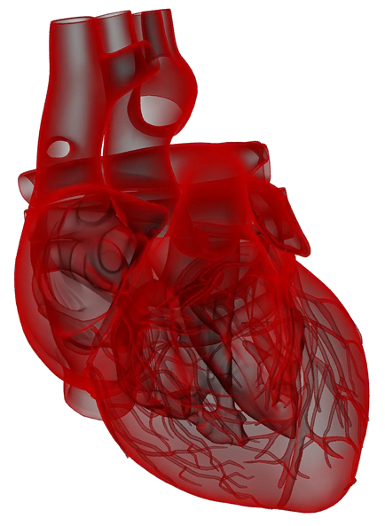 heart-nobody.png