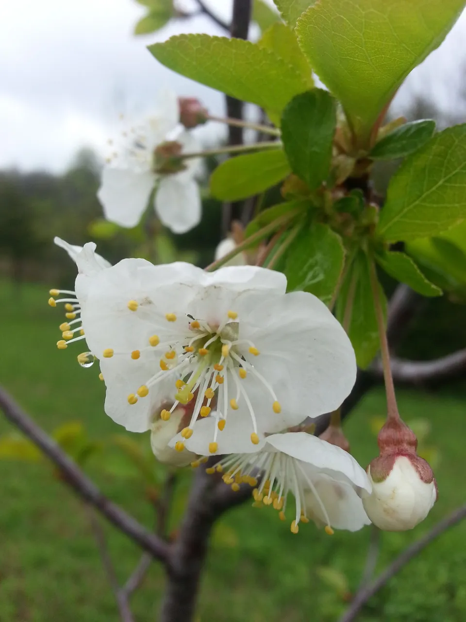 appleblossom.jpg