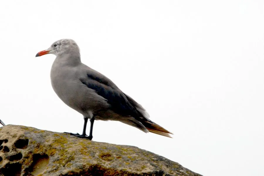 Seagull_0088.jpg